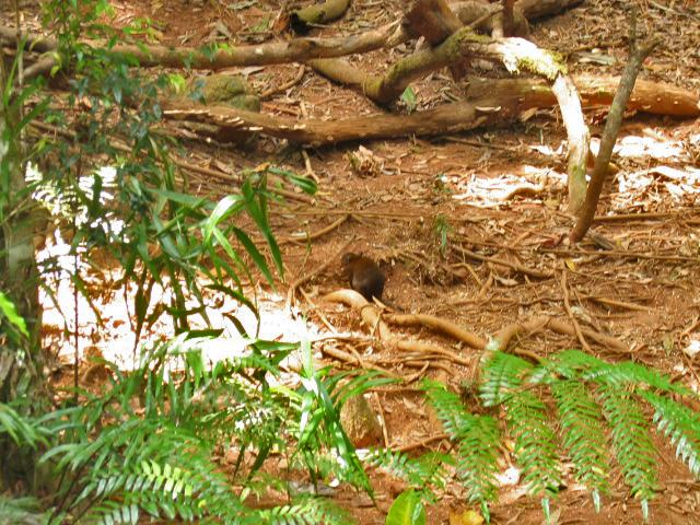 A 404 Rainforest Park (petit kangourou) a Kuranda.jpg